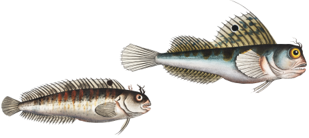 1. Butterfly-fish (Blennius ocellaris) 2. Blennius Gattorugine from Ichtylogie, ou Histoire naturelle: génerale et particuliére des poissons (1785–1797) by Marcus Elieser Bloch.