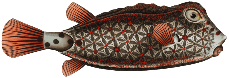 Nose-Trunk (Ostracion Nasus) from Ichtylogie, ou Histoire naturelle: génerale et particuliére des poissons (1785–1797) by Marcus Elieser Bloch.