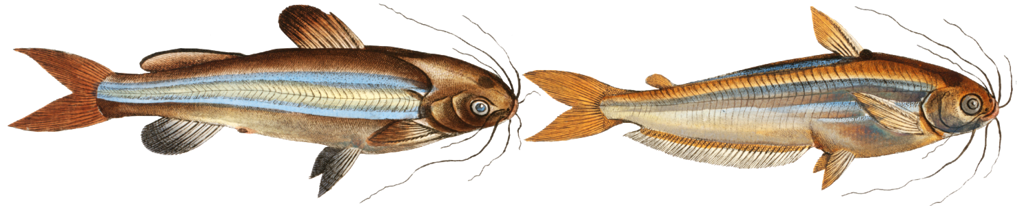 1. Silver stripe (Silurus atherinoides) 2. Striped Silure (Silurus vittatus) from Ichtylogie, ou Histoire naturelle: génerale et particuliére des poissons (1785–1797) by Marcus Elieser Bloch.