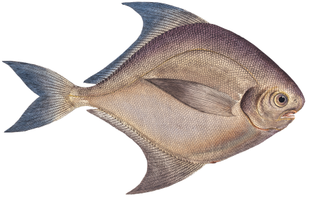 Silver-Pampel (Stromateus argenteus) from Ichtylogie, ou Histoire naturelle: génerale et particuliére des poissons (1785–1797) by Marcus Elieser Bloch.