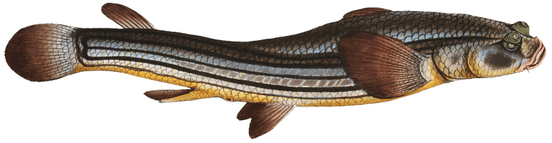Four-eye (Anableps tetrophthalmus) from Ichtylogie, ou Histoire naturelle: génerale et particuliére des poissons (1785–1797) by Marcus Elieser Bloch.