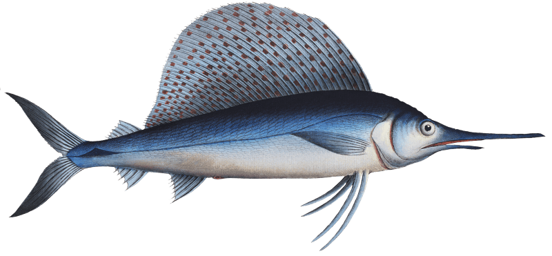 Ola-Fish (Scomber Gladius) from Ichtylogie, ou Histoire naturelle: génerale et particuliére des poissons (1785–1797) by Marcus Elieser Bloch.