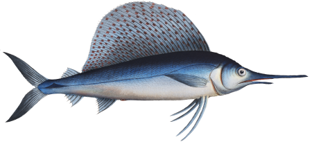 Ola-Fish (Scomber Gladius) from Ichtylogie, ou Histoire naturelle: génerale et particuliére des poissons (1785–1797) by Marcus Elieser Bloch.