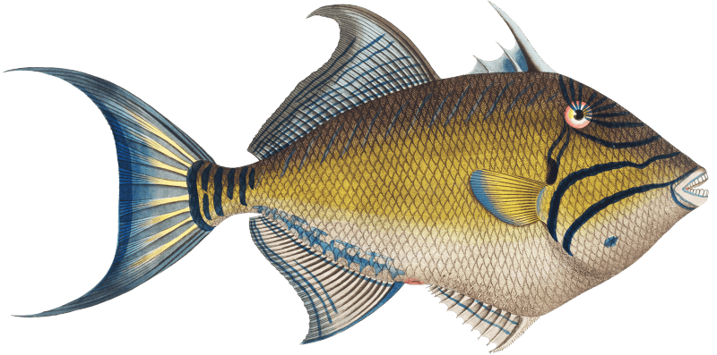Old-Wife (Balistes Vetula) from Ichtylogie, ou Histoire naturelle: génerale et particuliére des poissons (1785–1797) by Marcus Elieser Bloch.