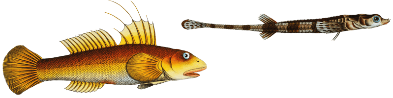 1. 2. Cottus monopterigius 3. Gobius Plümieri from Ichtylogie, ou Histoire naturelle: génerale et particuliére des poissons (1785–1797) by Marcus Elieser Bloch.