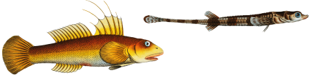 1. 2. Cottus monopterigius 3. Gobius Plümieri from Ichtylogie, ou Histoire naturelle: génerale et particuliére des poissons (1785–1797) by Marcus Elieser Bloch.