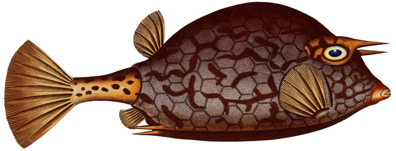 Cuckold-fish (Ostracion Quadricornis) from Ichtylogie, ou Histoire naturelle: génerale et particuliére des poissons (1785–1797) by Marcus Elieser Bloch.