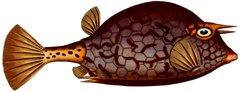 Cuckold-fish (Ostracion Quadricornis) from Ichtylogie, ou Histoire naturelle: génerale et particuliére des poissons (1785–1797) by Marcus Elieser Bloch.