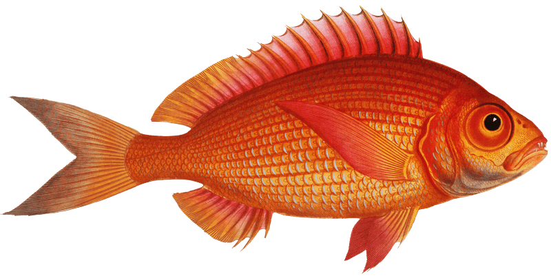 Goggle-eye (Sparus macrophthalmus) from Ichtylogie, ou Histoire naturelle: génerale et particuliére des poissons (1785–1797) by Marcus Elieser Bloch.