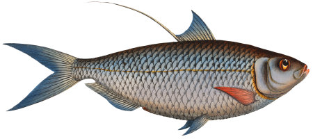 Sprat (Clupea Thrissa) from Ichtylogie, ou Histoire naturelle: génerale et particuliére des poissons (1785–1797) by Marcus Elieser Bloch.
