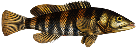Double-streaked Holocentre (Holocentrus fasciatus) from Ichtylogie, ou Histoire naturelle: génerale et particuliére des poissons (1785–1797) by Marcus Elieser Bloch.