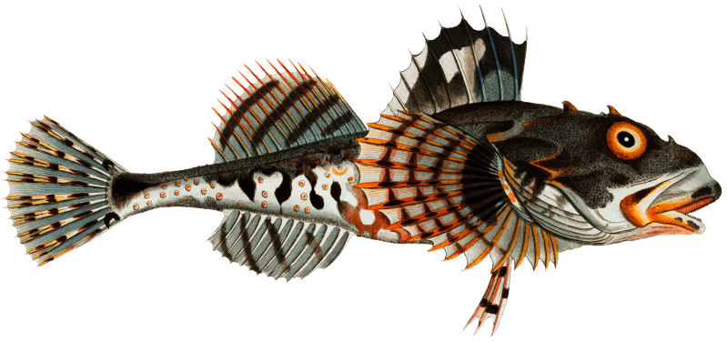 Father Lascher (Cottus Scorpius) from Ichtylogie, ou Histoire naturelle: génerale et particuliére des poissons (1785–1797) by Marcus Elieser Bloch.