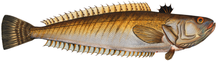 Weever (Trachinus Draco) from Ichtylogie, ou Histoire naturelle: génerale et particuliére des poissons (1785–1797) by Marcus Elieser Bloch.