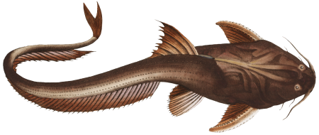 Aspread (Platystacus cotylephorus) from Ichtylogie, ou Histoire naturelle: génerale et particuliére des poissons (1785–1797) by Marcus Elieser Bloch.