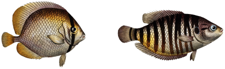 1. Chinese Chetodon (Chaetodon Chinensis) 2. Klein's Chetodon (Chaetodon Kleinii) from Ichtylogie, ou Histoire naturelle: génerale et particuliére des poissons (1785–1797) by Marcus Elieser Bloch.