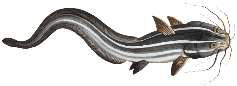 1. Flat-Eel (Platystacus angullaris) 2. Warty Flat-fish (Platystacus verrucosus) from Ichtylogie, ou Histoire naturelle: génerale et particuliére des poissons (1785–1797) by Marcus Elieser Bloch.