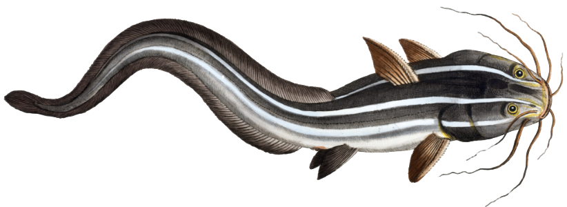 1. Flat-Eel (Platystacus angullaris) 2. Warty Flat-fish (Platystacus verrucosus) from Ichtylogie, ou Histoire naturelle: génerale et particuliére des poissons (1785–1797) by Marcus Elieser Bloch.