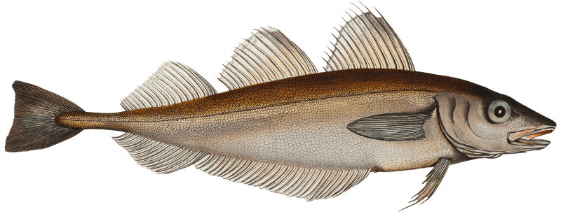 Whiting (Gadus Merlangus) from Ichtylogie, ou Histoire naturelle: génerale et particuliére des poissons (1785–1797) by Marcus Elieser Bloch.