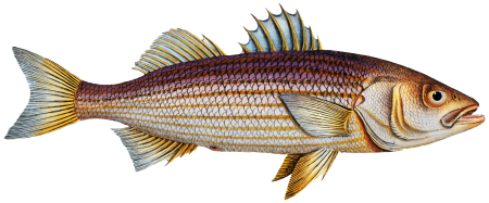 Lineated Umber (Sciaena lineata) from Ichtylogie, ou Histoire naturelle: génerale et particuliére des poissons (1785–1797) by Marcus Elieser Bloch.