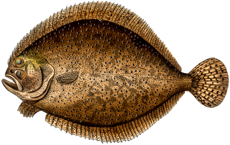 Turbot (Pleuronectes maximus) from Ichtylogie, ou Histoire naturelle: génerale et particuliére des poissons (1785–1797) by Marcus Elieser Bloch.