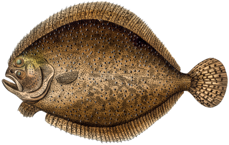 Turbot (Pleuronectes maximus) from Ichtylogie, ou Histoire naturelle: génerale et particuliére des poissons (1785–1797) by Marcus Elieser Bloch.