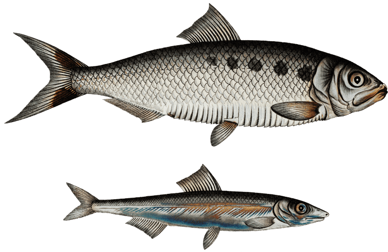 1. Schad (Clupea Alosa) 2. Anchovy (Clupea Encrasicolus) from Ichtylogie, ou Histoire naturelle: génerale et particuliére des poissons (1785–1797) by Marcus Elieser Bloch.