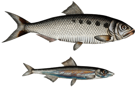 1. Schad (Clupea Alosa) 2. Anchovy (Clupea Encrasicolus) from Ichtylogie, ou Histoire naturelle: génerale et particuliére des poissons (1785–1797) by Marcus Elieser Bloch.