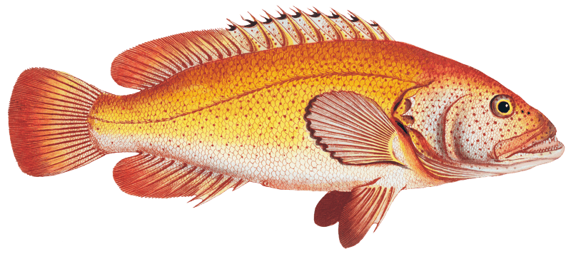 Holocentrus auratus from Ichtylogie, ou Histoire naturelle: génerale et particuliére des poissons (1785–1797) by Marcus Elieser Bloch.