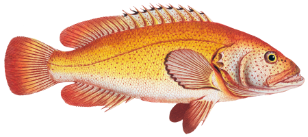 Holocentrus auratus from Ichtylogie, ou Histoire naturelle: génerale et particuliére des poissons (1785–1797) by Marcus Elieser Bloch.