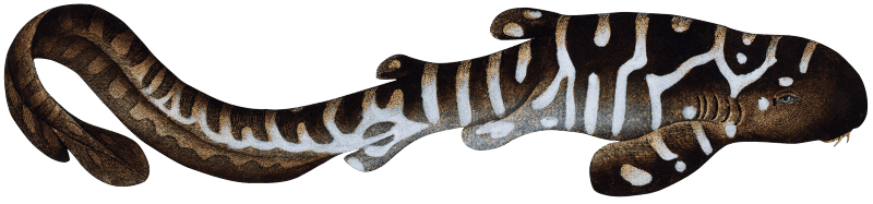 Belted Shark (Squalus Fasciatus) from Ichtylogie, ou Histoire naturelle: génerale et particuliére des poissons (1785–1797) by Marcus Elieser Bloch.