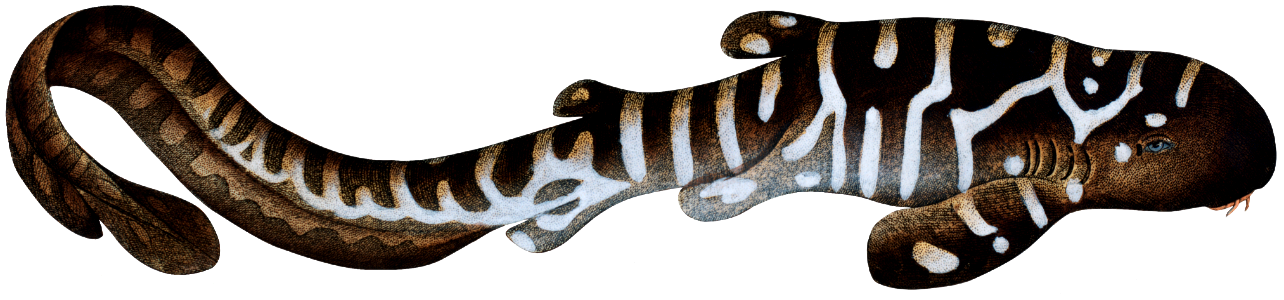 Belted Shark (Squalus Fasciatus) from Ichtylogie, ou Histoire naturelle: génerale et particuliére des poissons (1785–1797) by Marcus Elieser Bloch.