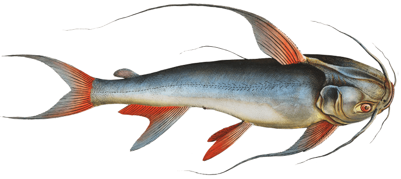 Saltwater Katfish (Silurus Bagre) from Ichtylogie, ou Histoire naturelle: génerale et particuliére des poissons (1785–1797) by Marcus Elieser Bloch.
