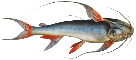 Saltwater Katfish (Silurus Bagre) from Ichtylogie, ou Histoire naturelle: génerale et particuliére des poissons (1785–1797) by Marcus Elieser Bloch.