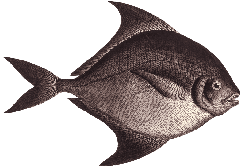 Black-Pampel (Stromateus niger) from Ichtylogie, ou Histoire naturelle: génerale et particuliére des poissons (1785–1797) by Marcus Elieser Bloch.