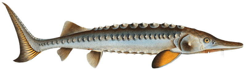 Sturgeon (Acipencer Sturio) from Ichtylogie, ou Histoire naturelle: génerale et particuliére des poissons (1785–1797) by Marcus Elieser Bloch.
