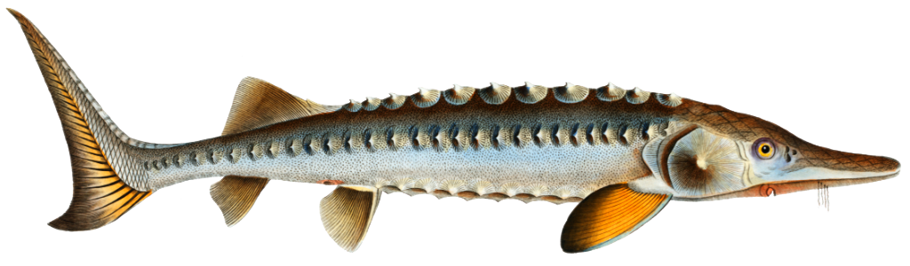 Sturgeon (Acipencer Sturio) from Ichtylogie, ou Histoire naturelle: génerale et particuliére des poissons (1785–1797) by Marcus Elieser Bloch.