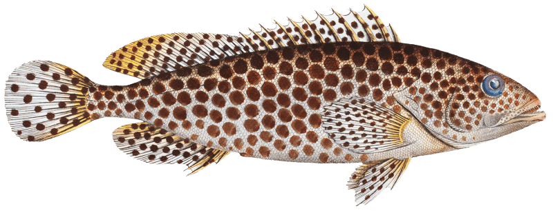 Merra (Epinephelus Merra) from Ichtylogie, ou Histoire naturelle: génerale et particuliére des poissons (1785–1797) by Marcus Elieser Bloch.