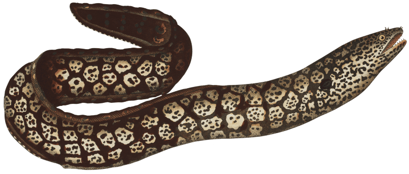 Murane (Muraena Helena) from Ichtylogie, ou Histoire naturelle: génerale et particuliére des poissons (1785–1797) by Marcus Elieser Bloch.