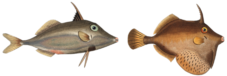 1. Little Old-Wife (Balistes Tomentosus) 2. Short-nosed tripod fish (Balistes biaculeatus) from Ichtylogie, ou Histoire naturelle: génerale et particuliére des poissons (1785–1797) by Marcus Elieser Bloch.