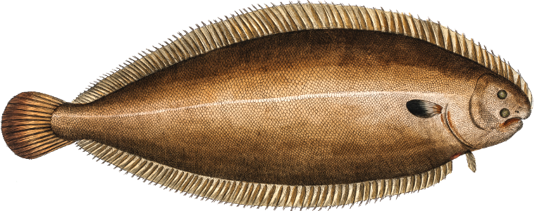 Sole (Pleuronectes Solea) from Ichtylogie, ou Histoire naturelle: génerale et particuliére des poissons (1785–1797) by Marcus Elieser Bloch.