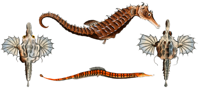 1. 2. Sea Dragon (Pegasus Draconis) 3. Sea-Horse (Syngnathus Hippocampus) 4. Sea-Pipe (Syngnathus Pelagicus) from Ichtylogie, ou Histoire naturelle: génerale et particuliére des poissons (1785–1797) by Marcus Elieser Bloch.