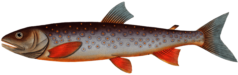 Salveling (Salmo Salvelinus) from Ichtylogie, ou Histoire naturelle: génerale et particuliére des poissons (1785–1797) by Marcus Elieser Bloch.