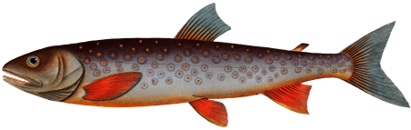 Salveling (Salmo Salvelinus) from Ichtylogie, ou Histoire naturelle: génerale et particuliére des poissons (1785–1797) by Marcus Elieser Bloch.
