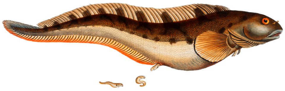 Viviparous Blenny (Blennius Viviparus) from Ichtylogie, ou Histoire naturelle: génerale et particuliére des poissons (1785–1797) by Marcus Elieser Bloch.