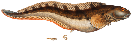 Viviparous Blenny (Blennius Viviparus) from Ichtylogie, ou Histoire naturelle: génerale et particuliére des poissons (1785–1797) by Marcus Elieser Bloch.