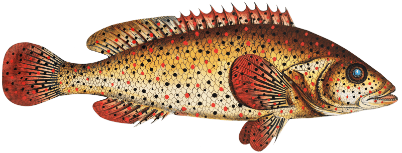 Punctulated Holocentre (Holocentrus punctatus) from Ichtylogie, ou Histoire naturelle: génerale et particuliére des poissons (1785–1797) by Marcus Elieser Bloch.