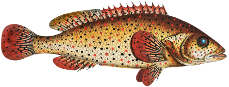 Punctulated Holocentre (Holocentrus punctatus) from Ichtylogie, ou Histoire naturelle: génerale et particuliére des poissons (1785–1797) by Marcus Elieser Bloch.