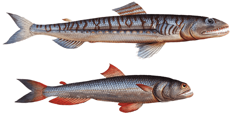 1. Sea-Lizard (Salmo Saurus) 2. Sea-Sparrow-Hawk (Salmo foetens) from Ichtylogie, ou Histoire naturelle: génerale et particuliére des poissons (1785–1797) by Marcus Elieser Bloch.