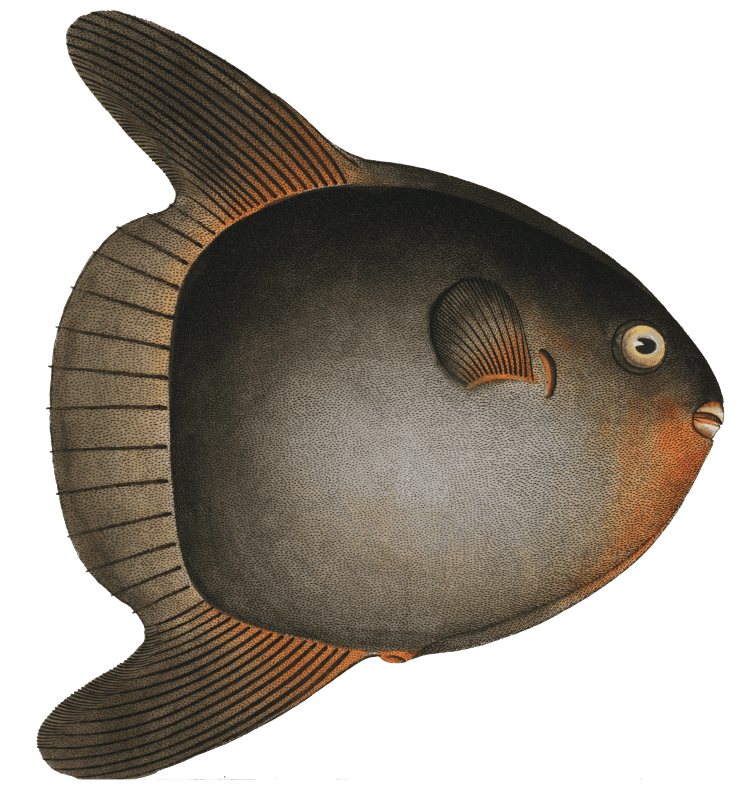 Sun-fish (Diodon Mola) from Ichtylogie, ou Histoire naturelle: génerale et particuliére des poissons (1785–1797) by Marcus Elieser Bloch.