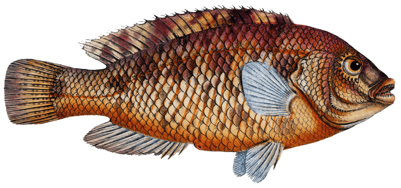 Norvegian Lutian (Lutianus Norve) from Ichtylogie, ou Histoire naturelle: génerale et particuliére des poissons (1785–1797) by Marcus Elieser Bloch.